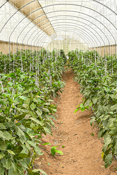 Call For Fabrics: My Story of Food - On The Farm!