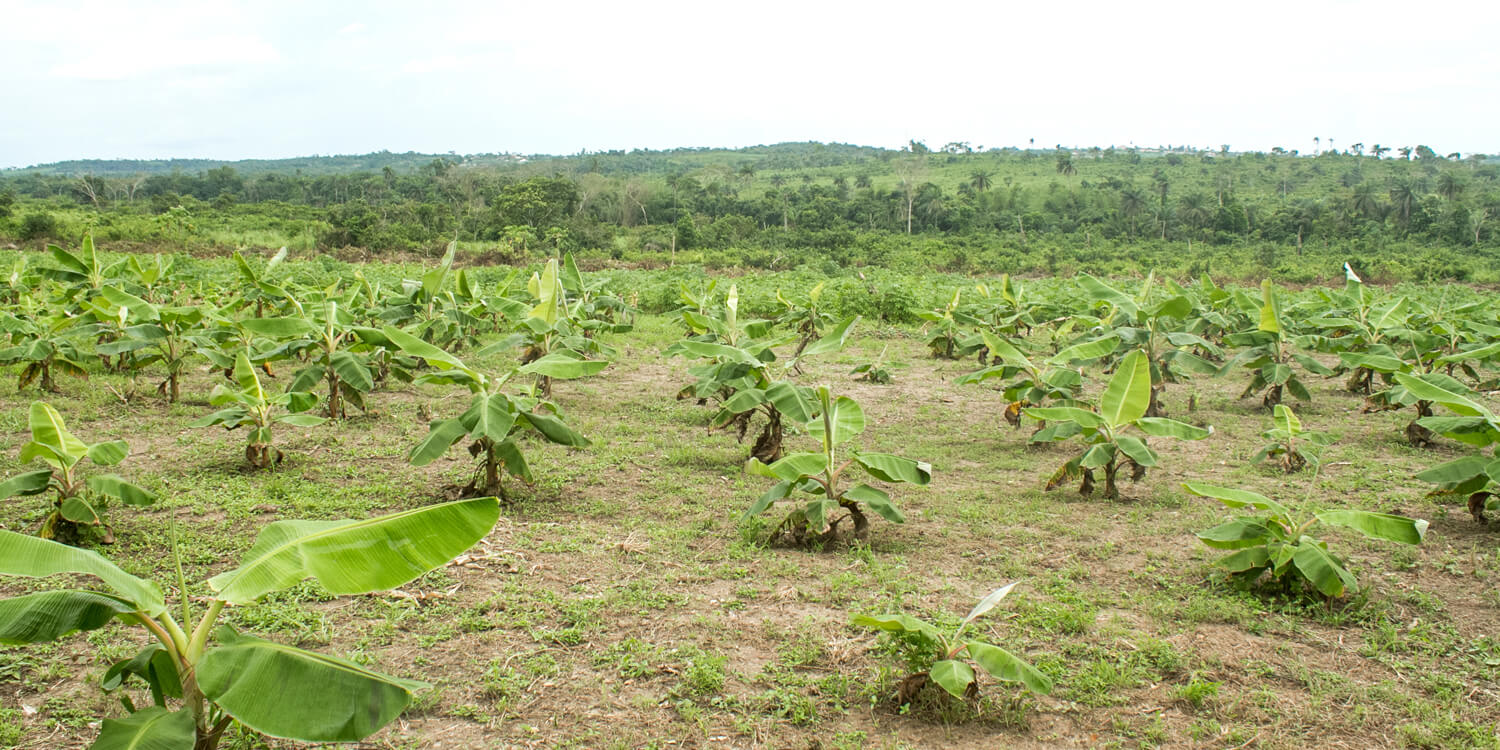 <b>2018</b><br />Acquiring Farm Land and Evolving Social Practice